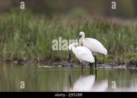 Eurasischer Löffler (Platalea leucorodia) 2 Erwachsene stehen im Wasser, einer wird vom anderen gesäuert, Hortobagy, Ungarn, April Stockfoto