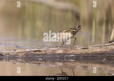 Kleine Hündin (Zapornia parva), Erwachsene Hündin, die auf dem Baumstamm läuft, Hortobagy, Ungarn, April Stockfoto