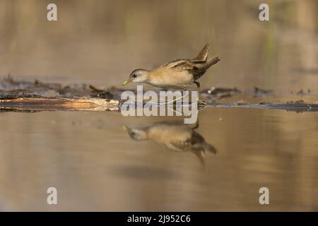 Kleine Hündin (Zapornia parva), ausgewachsene Frau, die auf dem Baumstamm mit Spiegelung läuft, Hortobagy, Ungarn, April Stockfoto