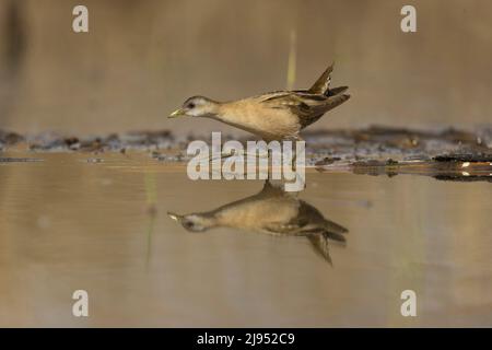 Zwerghuhn (Zapornia parva) Erwachsene weibliche Wattierung mit Spiegelung, Hortobagy, Ungarn, April Stockfoto