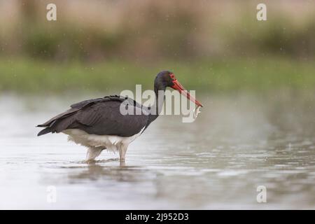 Schwarzstorch (Ciconia nigra) im Teich stehend, Fütterung von Fischen, Hortobagy, Ungarn, April Stockfoto