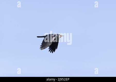 Rook Corvus frugilegus, Erwachsener fliegt mit Schnabeltasche voller Nahrung für Küken, Ungarn, April Stockfoto
