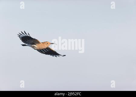 Eurasischer Wiedehopf (Upupa epops) Erwachsener, der mit Beute im Schnabel fliegt, Hortobagy, Ungarn, April Stockfoto