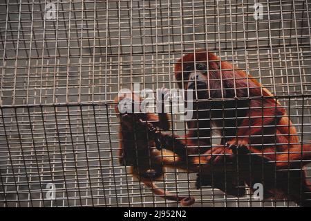 Mutter und Baby-Rotheulkäfig (Alouatta seniculus) blicken von dort herab Käfig im Zoo Köln (Kölner Zoo) Stockfoto