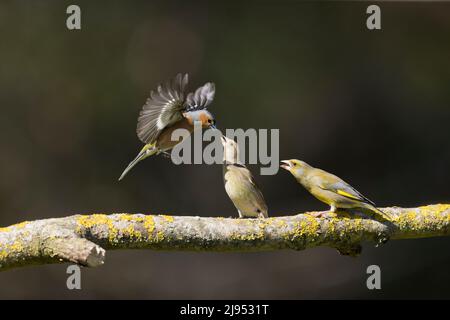 Europäischer Grünfink (Carduelis chloris), erwachsenes Paar, das auf einem Ast thront, Weibchen, das mit gemeinem Chaffinch (Fringilla coelebs) kämpft, erwachsener Mann, der fliegt, Suf Stockfoto