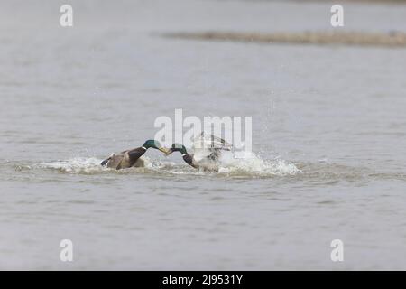 Mallard (Anas platyrhynchos) 2 Erwachsene Männchen kämpfen im Wasser, Suffolk, England, April Stockfoto