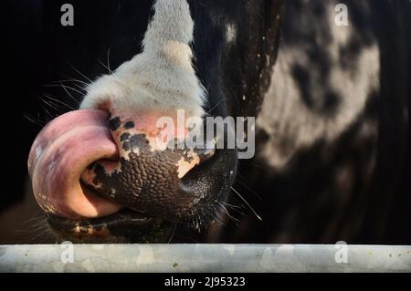 Nahaufnahme von Kuhzunge und Nase nach dem Trinken von Wasser leckt sie ihre Schnauze. Im Hintergrund ihr Körper, im Vordergrund ein Balken des Zauns. Stockfoto