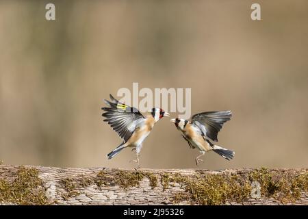 Europäischer Goldfink (Carduelis carduelis) 2 Erwachsene kämpfen, Suffolk, England, April Stockfoto