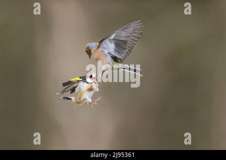 Gewöhnlicher Chaffinch (Fringilla coelebs) erwachsener Rüde und Europäischer Goldfink (Carduelis carduelis), der im Flug kämpft, Suffolk, England, April Stockfoto