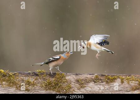 Gewöhnlicher Chaffinch (Fringilla coelebs) erwachsener Rüde und Europäischer Goldfink (Carduelis carduelis), der am Zaun kämpft, Suffolk, England, April Stockfoto