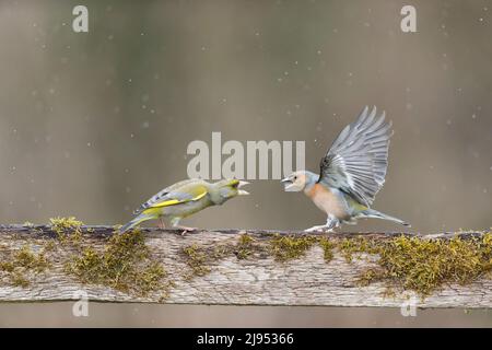 Europäischer Grünfink (Carduelis chloris) erwachsener Mann und gemeiner Chaffinch (Fringilla coelebs) erwachsener Mann, der am Zaun kämpft, Suffolk, England, April Stockfoto