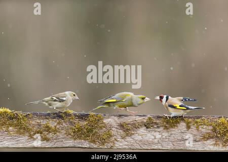 Gewöhnlicher Chaffinch (Fringilla coelebs), erwachsenes Weibchen, Europäischer Grünfink (Carduelis chloris), Männchen und Europäischer Goldfink (Carduelis carduelis), Erwachsener Stockfoto