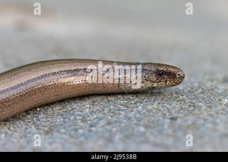 Slow Worm (Anguis fragilis) Norfolk GB Großbritannien Mai 2022 Stockfoto