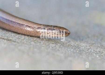 Slow Worm (Anguis fragilis) Norfolk GB Großbritannien Mai 2022 Stockfoto