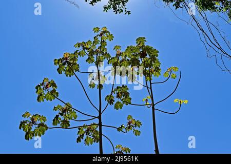 Schlangenholz (Cecropia peltata) und blauer Himmel, Rio de Janeiro Stockfoto