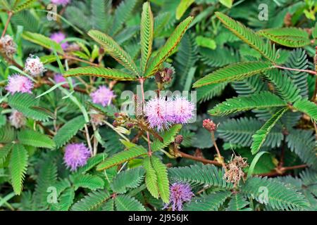 Empfindliche Pflanzen- oder verschlappte Pflanzenblüten (Mimosa pudica) Stockfoto