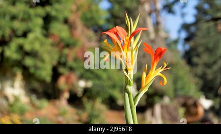 Schöne kleine Blüten von Canna generalis auch bekannt als Canna Lily oder Common Garden Canna in natürlichen Garten Hintergrund. Stockfoto