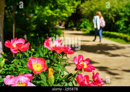 Frau, die mit schönen bunten Blumen den Gartenweg entlang schlendert. Stockfoto