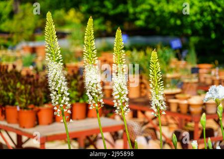 Im botanischen Garten Reihen sich weiße Blütenstände aneinander. Stockfoto