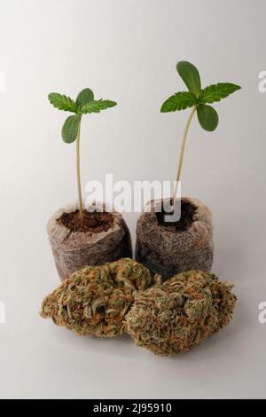 Cannabissamen, beginnend mit Kokokospaletten. Marihuanaanbau. Baby Hanf Nahaufnahme. Stockfoto