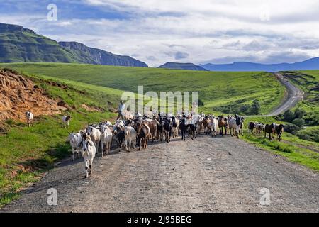 Drakensberg Mountain Range und schwarze Kinder hüten Ziegen entlang der Straße in der Landschaft der Injisuthi-Region in KwaZulu-Natal, Südafrika Stockfoto