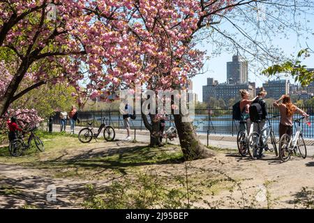 Central Park ist eine wunderschöne städtische Oase im Frühling, New