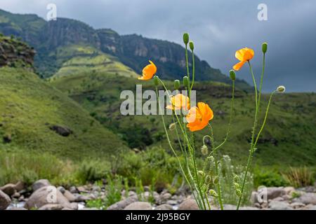 Oranger südafrikanischer Mohnblumen / Doringpapawer / Borstenmohn (Papaver aculeatum) in Blüte in der Injisuthi-Region in KwaZulu-Natal, Südafrika Stockfoto