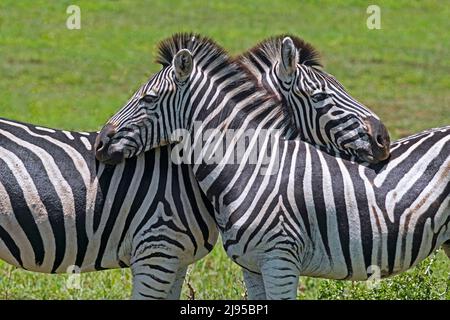 Zwei Burchell-Zebras (Equus quagga burchellii), die gegenseitiges Kopfruhenverhalten zeigen, Hluhluwe-Imfolozi Park, KwaZulu-Natal, Südafrika Stockfoto