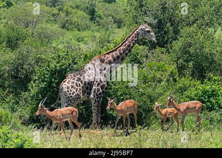 Südafrikanische Giraffe (Giraffa camelopardalis giraffa) und Impalas (Aepyceros melampus), Hluhluwe-Imfolozi Park, KwaZulu-Natal, Südafrika Stockfoto