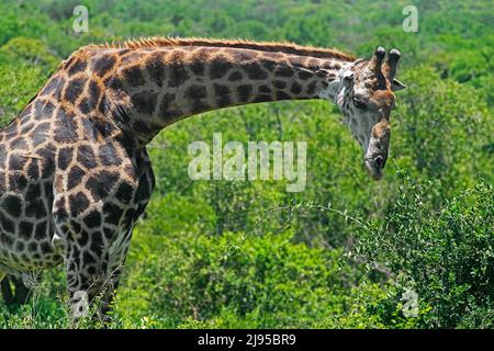 Südafrikanische Giraffe / Kapgiraffe (Giraffa camelopardalis giraffa) im Hluhluwe-Imfolozi Park / Game Reserve, KwaZulu-Natal, Südafrika Stockfoto