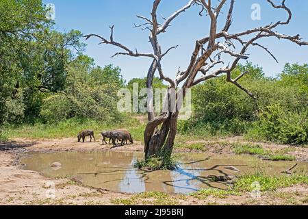 Drei gewöhnliche Warzenschweine (Phacochoerus africanus), die im Wasserloch, Hluhluwe-Imfolozi Park / Game Reserve, KwaZulu-Natal, Südafrika, auf Nahrungssuche sind Stockfoto