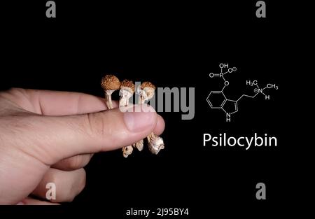 Psilocybe-Pilze in der Hand des Menschen mit Psilocybin-Formel auf schwarzem Hintergrund. Psychedelische Zauberreise. Getrocknete essbare Pilze Golden Teacher. Medizinisch Stockfoto