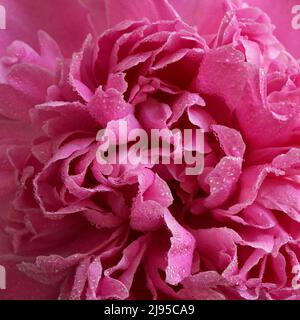 Nahaufnahme Rosenblüten Blumenstrauß In Vase Stockfoto