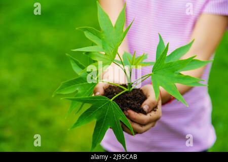 Ein Kind pflanzt eine Pflanze im Garten. Selektiver Fokus.Natur Stockfoto