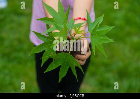 Ein Kind pflanzt eine Pflanze im Garten. Selektiver Fokus.Natur Stockfoto