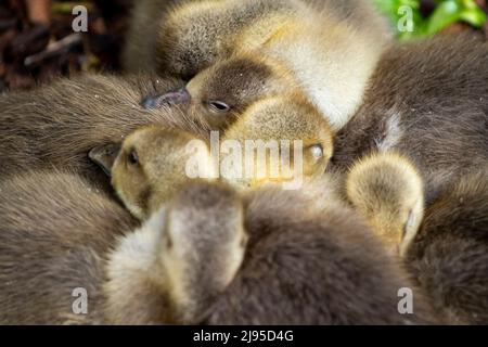 London, Großbritannien. 20 Mai 2022. UK Wetter : eine Clutch von Graugans (Anser Anser) Gänseküken im St James's Park huddle zusammen, während sie schlafen. Nach Angaben der RSPB ist die Graustufe mit 46.000 Brutpaaren im Land die größte und sperrigste der in Großbritannien heimischen Wildgänse. Kredit: Stephen Chung / Alamy Live Nachrichten Stockfoto