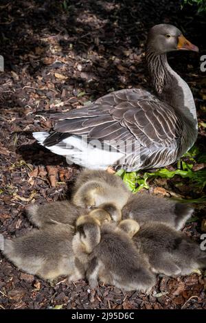 London, Großbritannien. 20 Mai 2022. UK Wetter : eine Clutch von Graugans (Anser Anser) Gänseküken im St James's Park huddle zusammen, während sie schlafen. Nach Angaben der RSPB ist die Graustufe mit 46.000 Brutpaaren im Land die größte und sperrigste der in Großbritannien heimischen Wildgänse. Kredit: Stephen Chung / Alamy Live Nachrichten Stockfoto