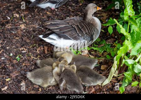 London, Großbritannien. 20 Mai 2022. UK Wetter : eine Clutch von Graugans (Anser Anser) Gänseküken im St James's Park huddle zusammen, während sie schlafen. Nach Angaben der RSPB ist die Graustufe mit 46.000 Brutpaaren im Land die größte und sperrigste der in Großbritannien heimischen Wildgänse. Kredit: Stephen Chung / Alamy Live Nachrichten Stockfoto