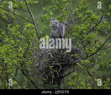 Zwei Graureiher-Küken (Ardea cinerea) beobachten den Himmel von ihrem Nest aus, auf der Suche nach einem Elternteil, der Futter trägt. Stockfoto