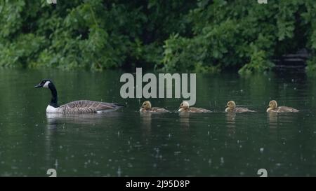 Vier flauschige junge Kanadagänse folgen ihren Eltern über einen verregneten See in Kent, England Stockfoto