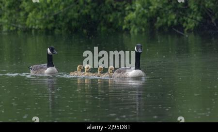Vier flauschige junge Kanadagänse folgen ihren Eltern über einen verregneten See in Kent, England Stockfoto