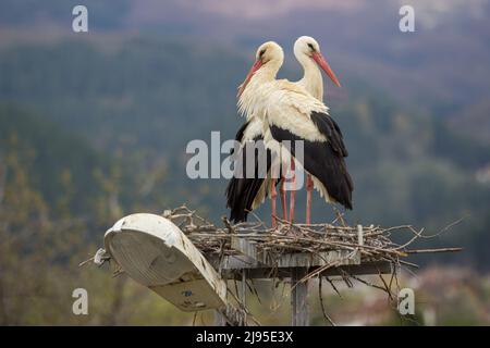 Zwei Störche, die sich zum Nest zurückziehen Stockfoto