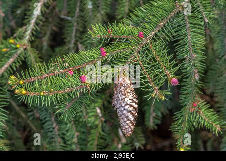 Blätter und sich entwickelnde Zapfen der Fichte 'Acrocona' (Picea abies) Stockfoto