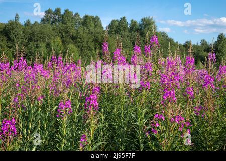 Blühende Weidenkräuter an einem sonnigen Julitag Stockfoto