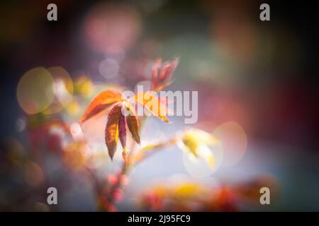 Blüten mit orangen Blütenblättern auf einem farbigen, unscharfen Hintergrund mit Bokeh Stockfoto
