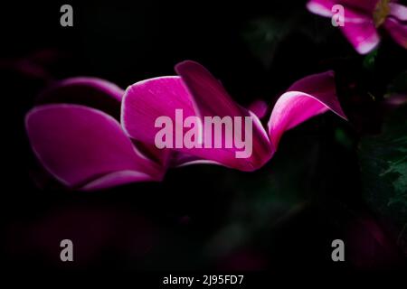 Rosa Blumen mit dunklem Hintergrund mit Blütenblättern auf einem farblich unscharfen Hintergrund. Stockfoto