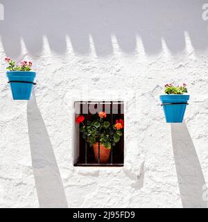 Quadratisches Foto mit einem Fenster in der Mitte mit roten Blumen und zwei blauen Töpfen, die an einer rustikalen, weiß gestrichenen Wand in der Stadt Mijas in Andalusien hängen Stockfoto