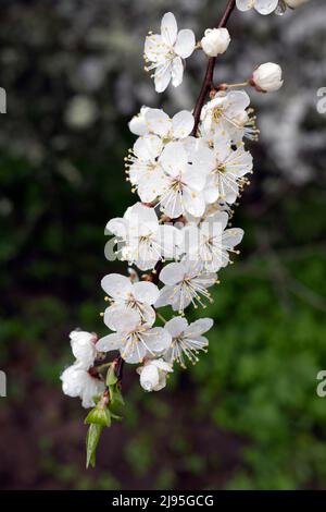 Prunus spinosa, genannt Blackthorn oder Sloe, blüht in voller Blüte Stockfoto