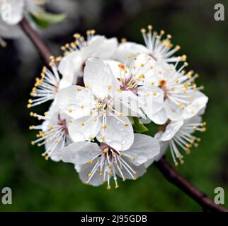 Prunus spinosa, genannt Blackthorn oder Sloe, blüht in voller Blüte Stockfoto