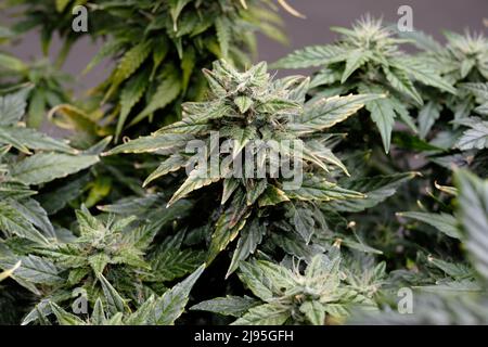 Cannabisblüten aus der Nähe, Makroansicht. Erntezeit, reif werden, Düngemittelüberdosis. Blühende Knospen mit gelben Trichomen, Wachstumskonzept. Stockfoto